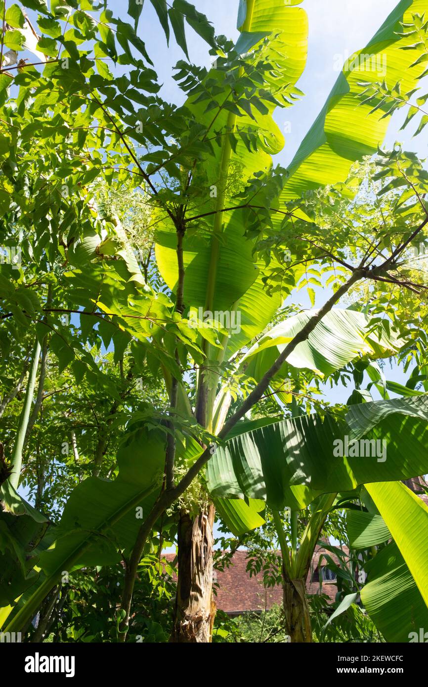 Der exotische Garten in Great Dixter Gardens, Northiam, Rye, East Sussex. Stockfoto