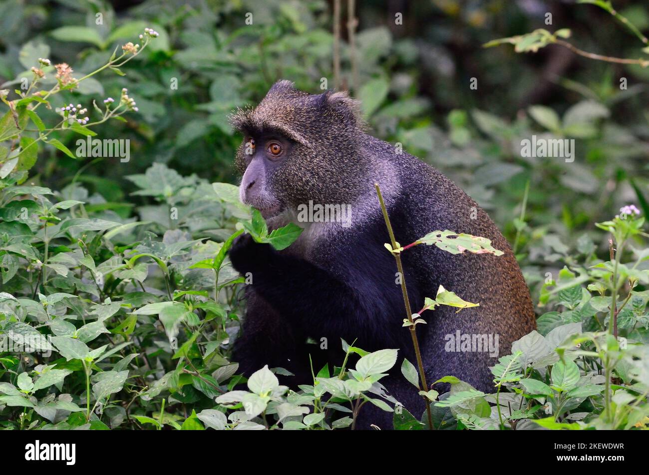 Cercopithecus mitis, Diademmeerkatze, blauer Affe, diademierter Affe Stockfoto