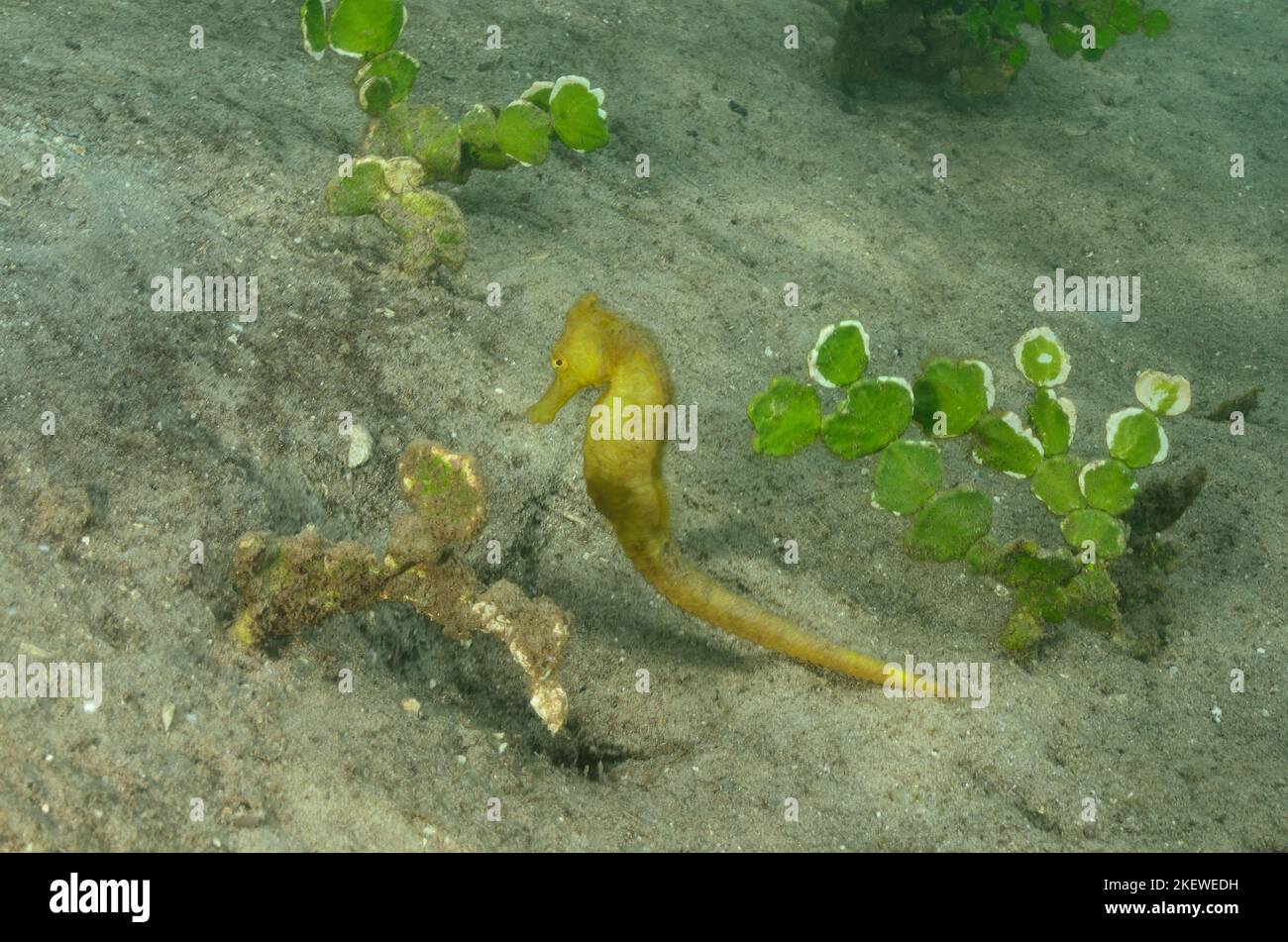 Hippocampus kuda, Gelbes Ästuarenseepferdchen an Pfennigalge, gemeines Seepferd, Flussseepferd, gelbes Seepferd Stockfoto