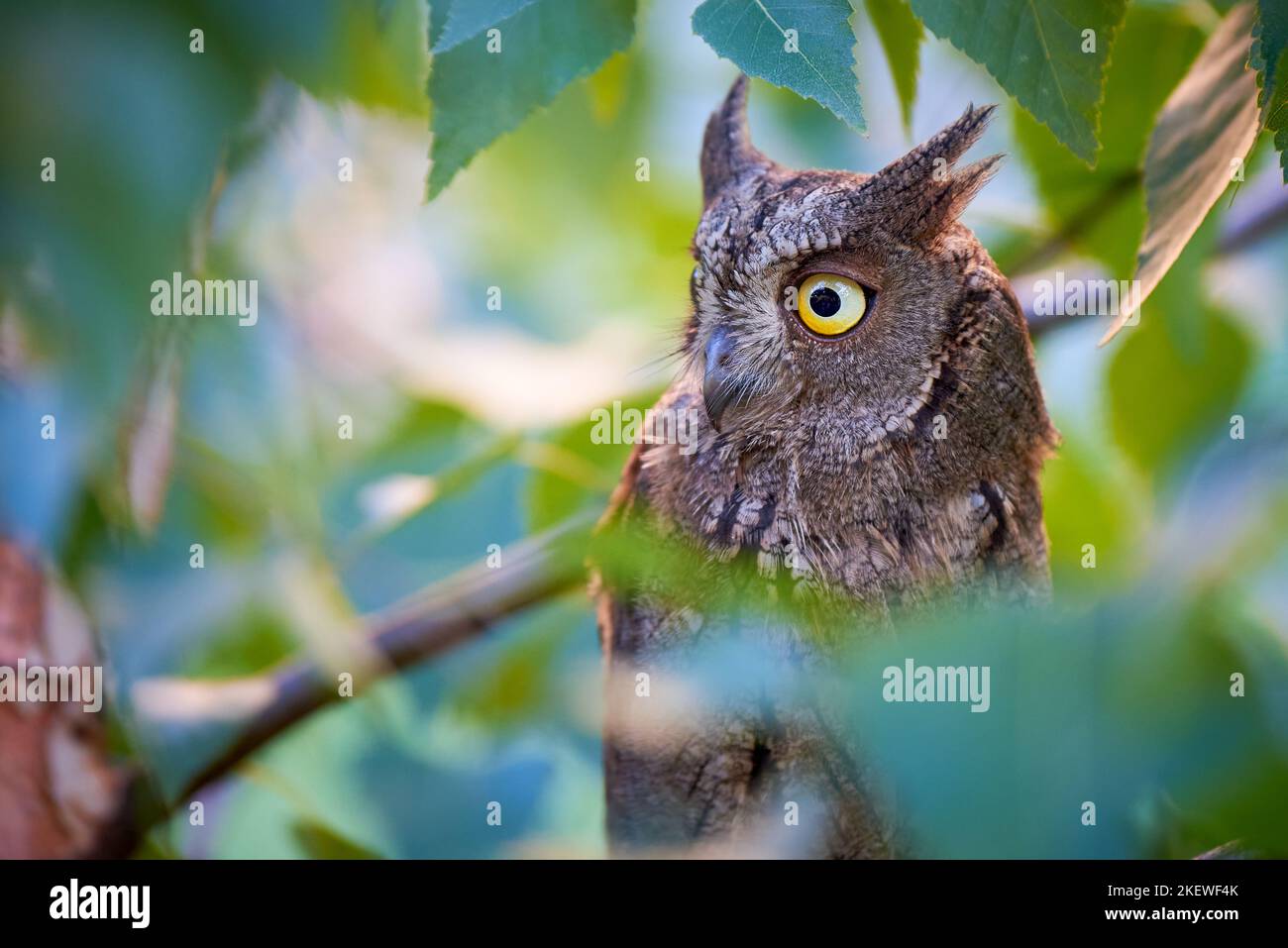 Nahaufnahme Eurasische Schöpfkeule ( Otus Schöpfkeule ) Stockfoto