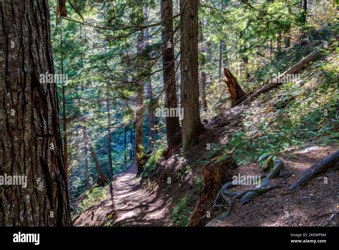 Der Pulaski Tunnel Trail in der Nähe von Wallace, Idaho, führt den Wanderer zu einem verlassenen Minenschacht, wo Dutzende von Männern bei einem wütenden Waldbrand im Jahr 1910 gerettet wurden. Stockfoto