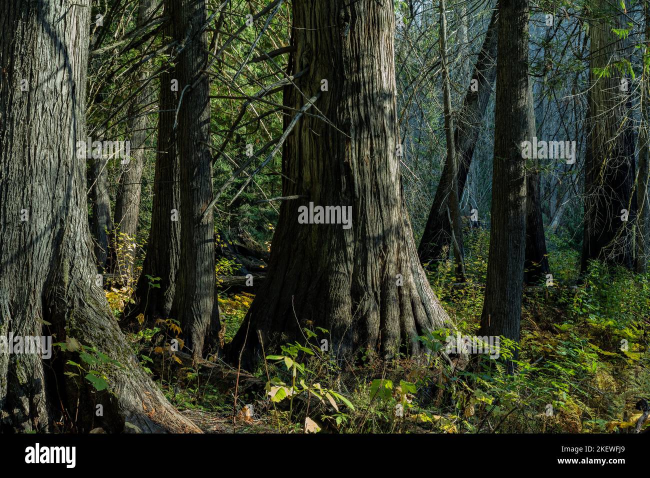 Siedler Grove of Ancient Cedars ist ein Nord-Idaho-Wald mit über 1.000 Jahre alten Bäumen und Stämmen mit einem Durchmesser von mehr als 10 Fuß. Stockfoto