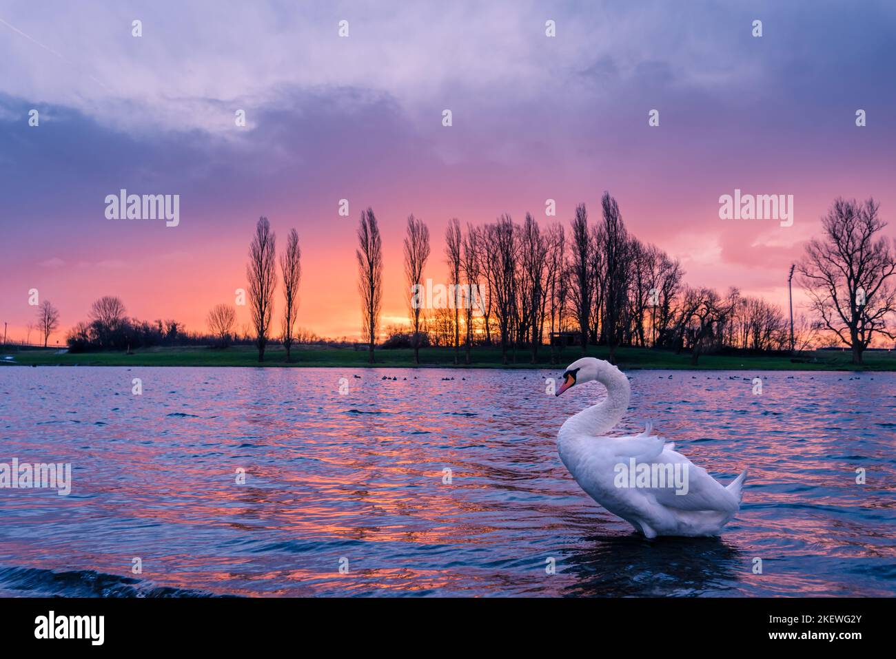 schwan posiert auf einem See, wunderschön mit atemberaubendem Sonnenaufgang im Hintergrund Stockfoto