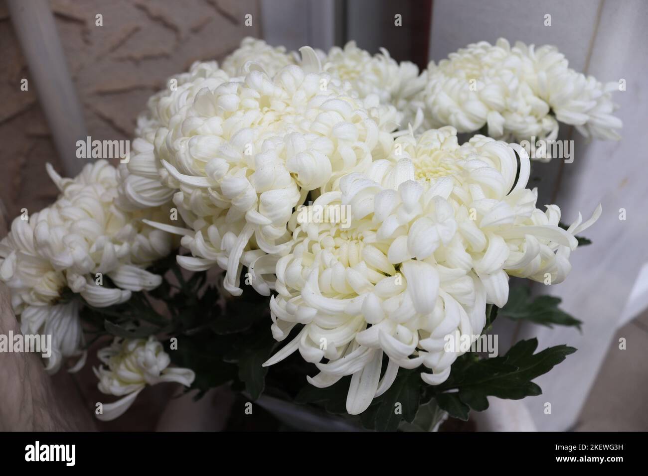 Bouquet von Chrysanthemum morifolium weiß, gefangen in einem lokalen Garten im Spätherbst Stockfoto