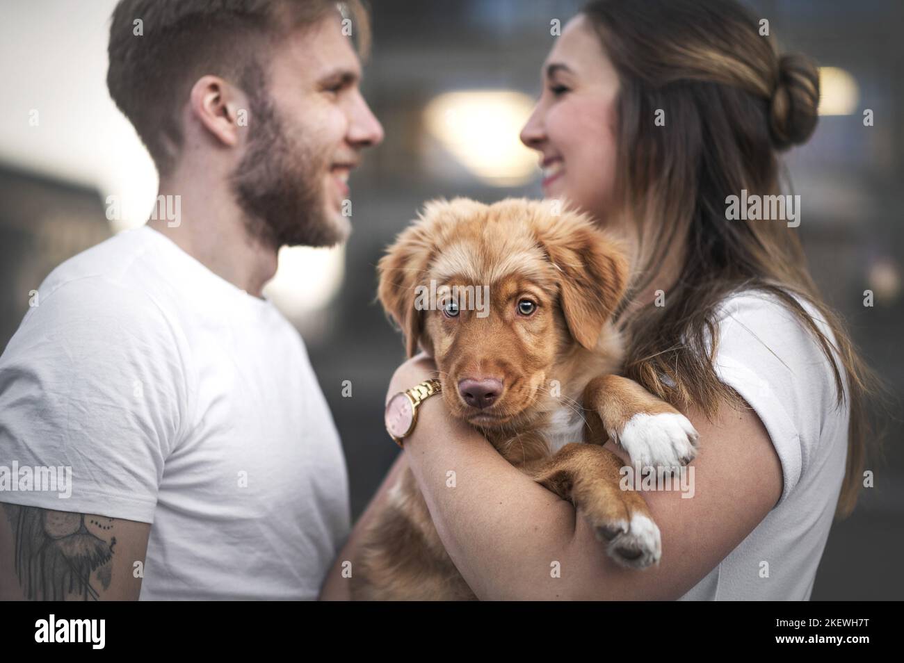 Nova Scotia Duck Tolling Retriever Welpe Stockfoto