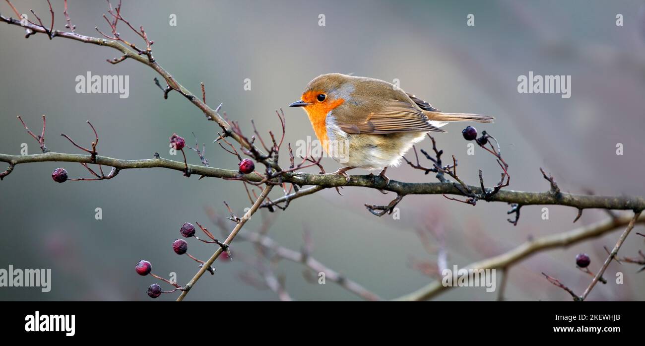 Der britische Wildvögel Erithacus Rubecula Robin thronte im Winter im Baum Lake District National Park Cumbria England Vereinigtes Königreich Stockfoto