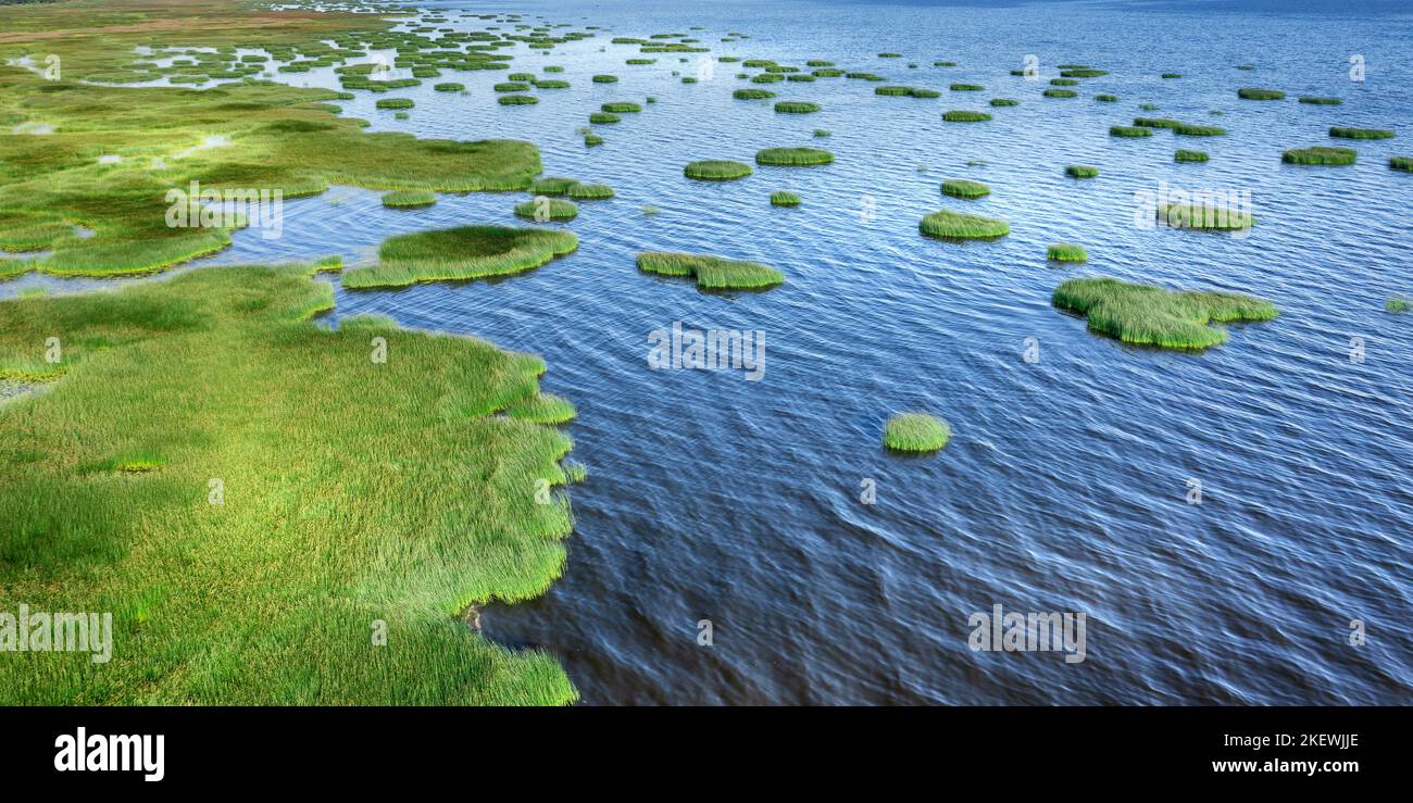 Schilfinseln und blaues Wasser an der sumpfigen Küste. Landschaftlich reizvolle Panoramaaussicht aus dem hohen Winkel Stockfoto