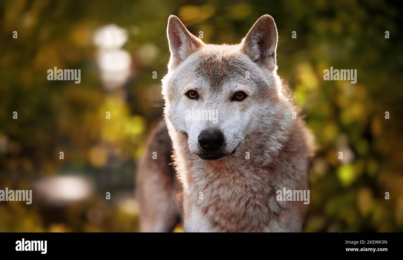 Porträt eines grauen Wolfs Canis Lupus in einem Herbstwald, Nahaufnahme eines Raubtieres. Wilder großer Hund im Wald, Szene im Wald Stockfoto