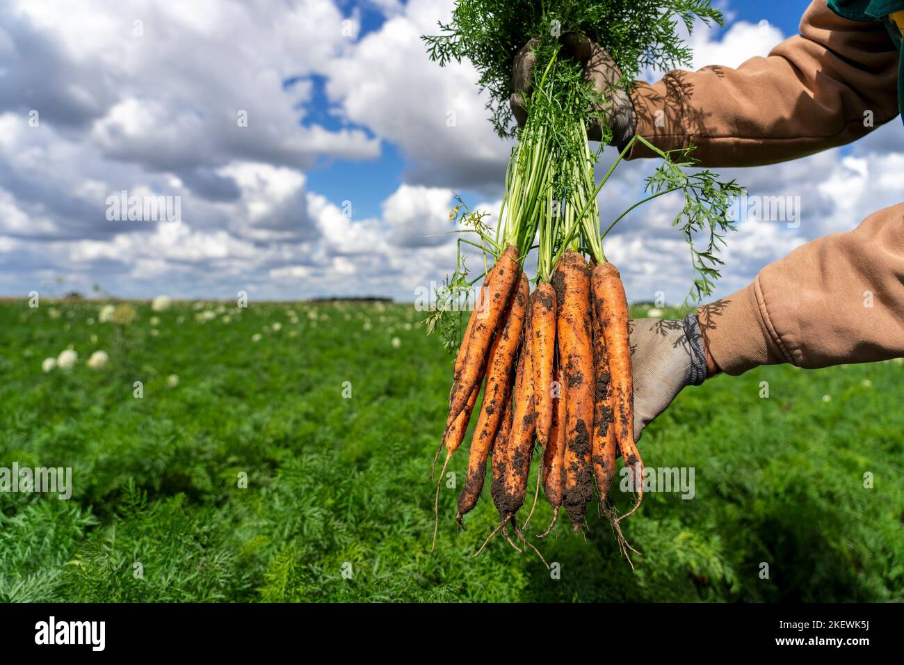 Karottenernte 2022 Hat Begonnen. Kommerzielle Produktion Und Verwaltung Von Karotten. Stockfoto