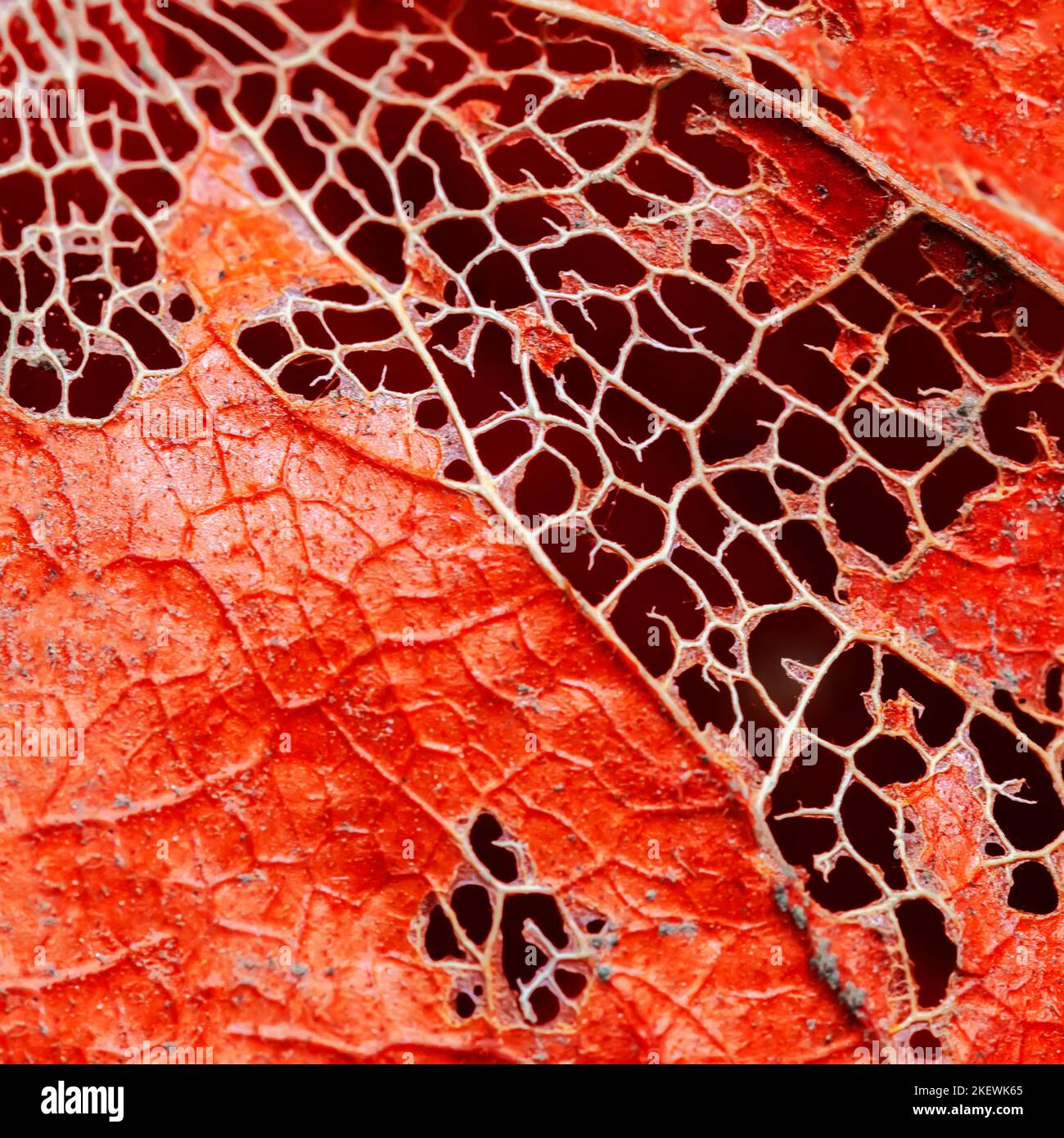 Natürliche helle Textur aus getrocknetem Herbstblatt, Herbstmuster, abstrakter, farbenfroher Hintergrund Stockfoto