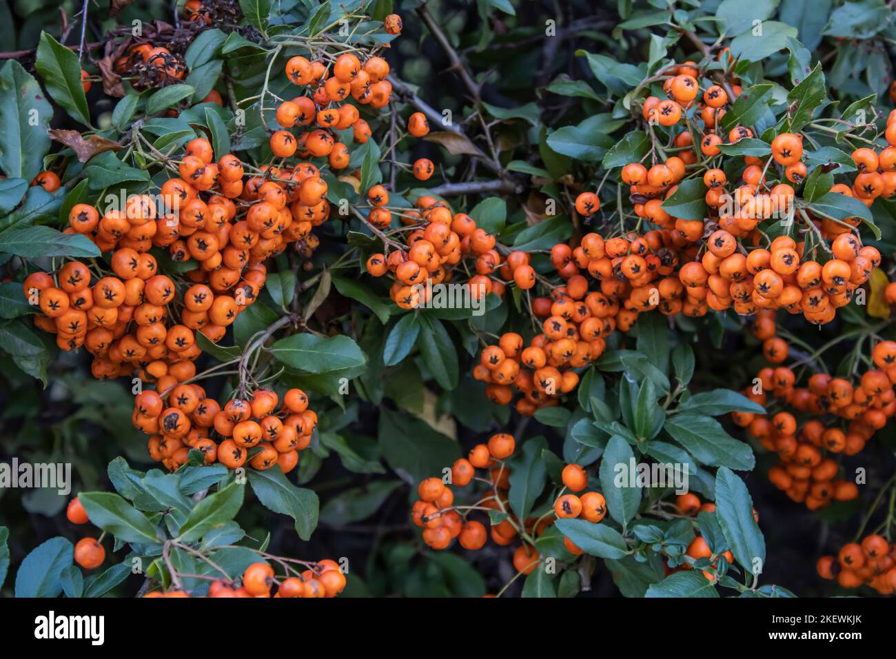 Pyracantha Teton / Firethorn orange Stockfoto