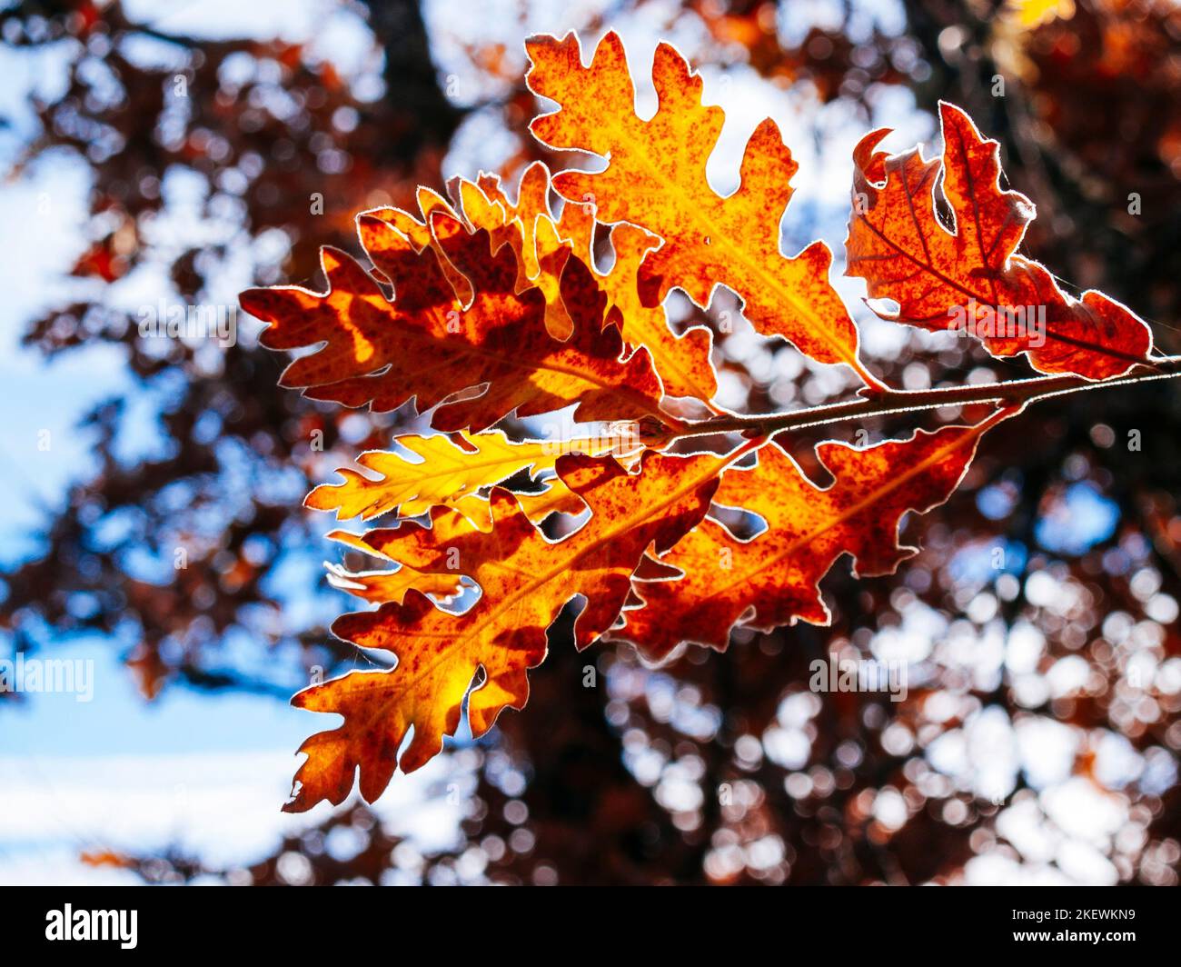 Eichenblätter in Herbstfarben. Cantalojas, Guadalajara, Castilla La Mancha, Spanien, Europa Stockfoto