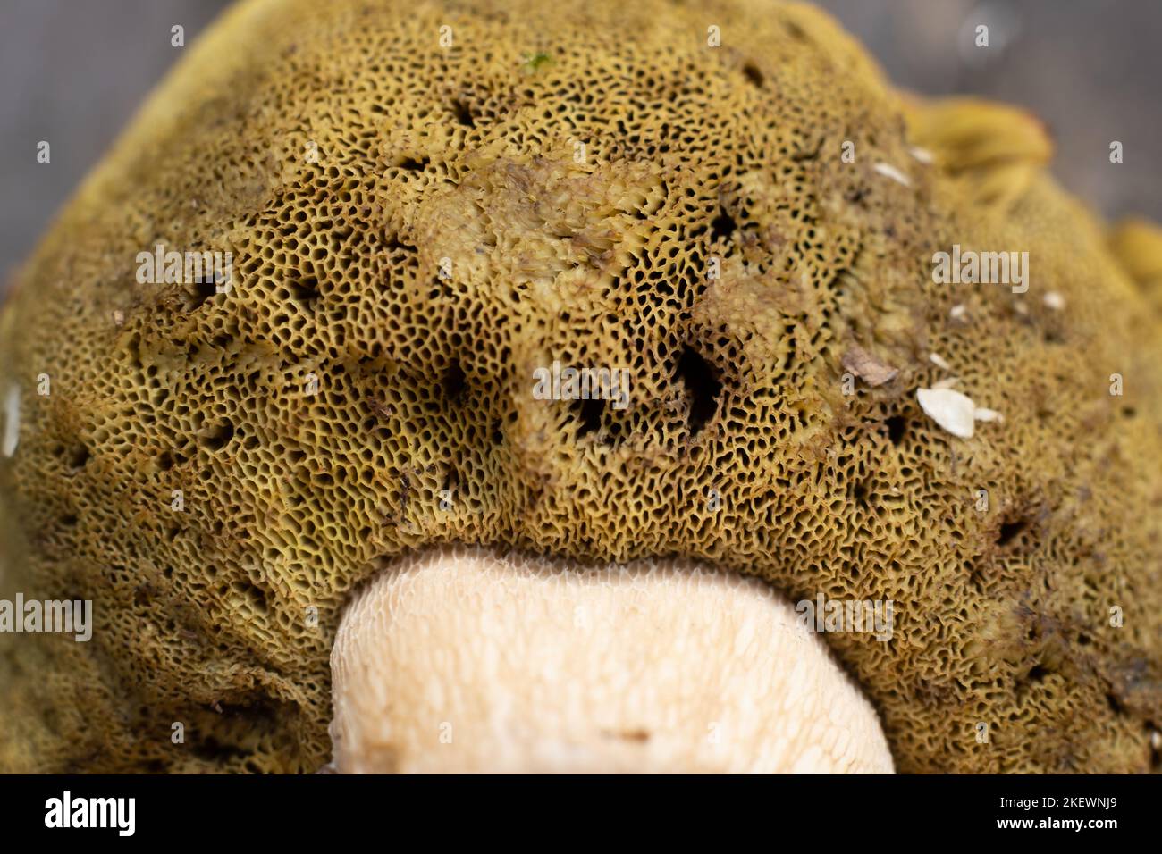 Nahaufnahme, Boden einer Kappe eines Pilzölers Stockfoto
