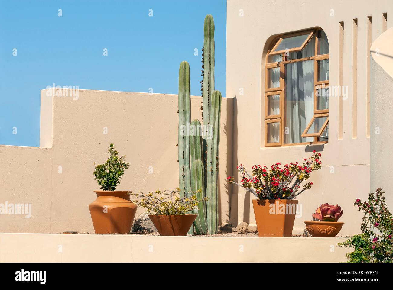 Einfacher Kaktusgarten vor einem Haus im Art déco-Stil in Luderitz, Namibia Stockfoto