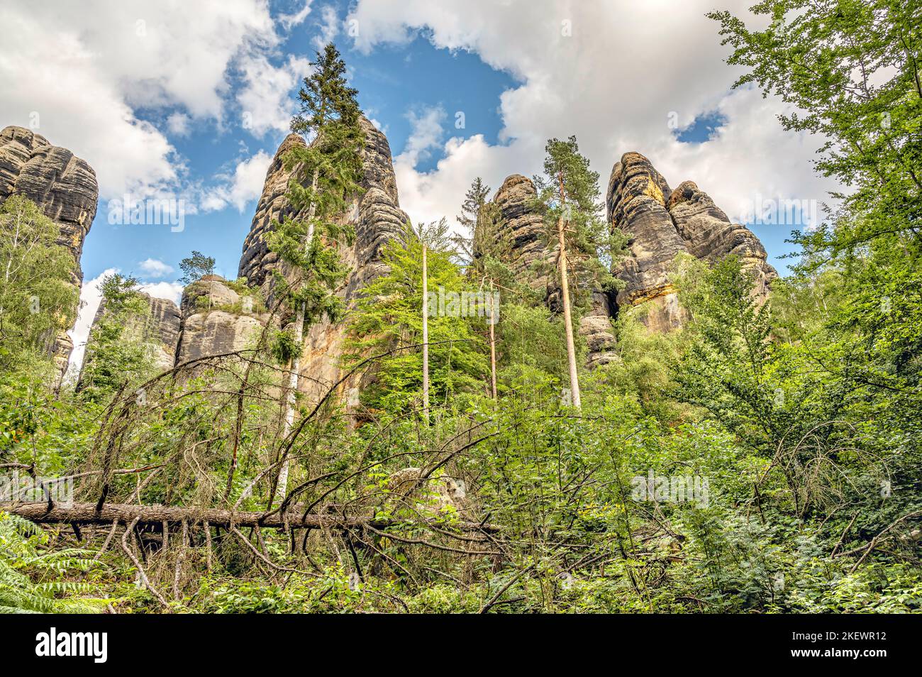 Schrammsteine im Nationalpark Sächsische Schweiz von unten gesehen, Sachsen, Deutschland mit toten Bäumen im Vordergrund Stockfoto