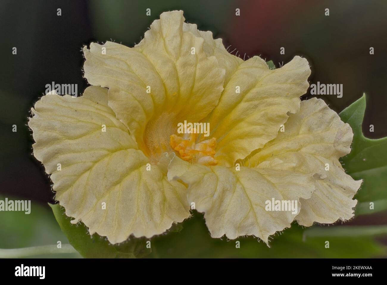 Balsam-Apfelblüte (Momordica balsamina). Männliche Blüte. Cucurbitaceae Stockfoto