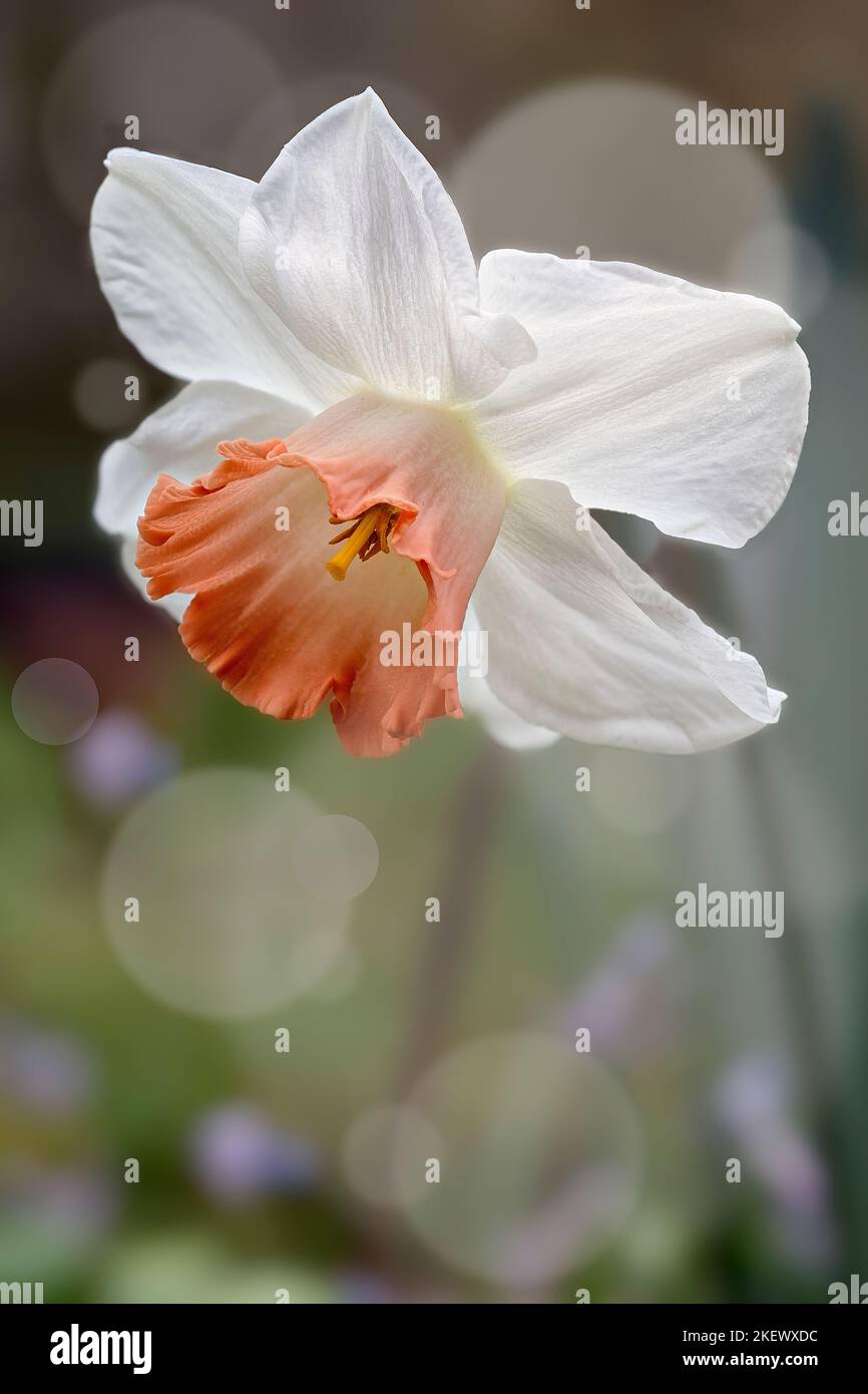 narcissus cv. Rosa Charm, großschalige Daffodil, Amaryllidaceae. Gartenpflanze. Bokeh-Effekt. Stockfoto