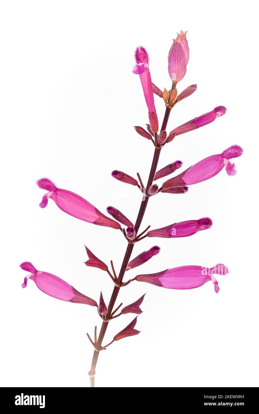 Salvia involucrata cv. Bethelli; Lamiaceae; Ziersalbei; mehrjährige Pflanze; blütenrot Stockfoto