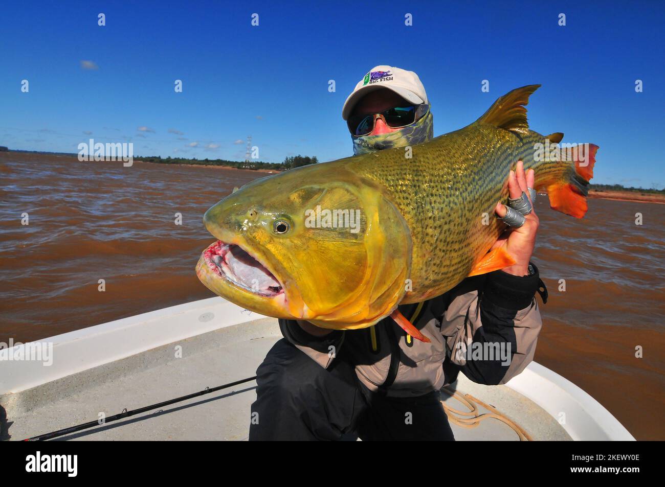 Ein Angler hebt ein Monster golden dorado gefangen in der Uruguay River in La Zona Argentinien. Vierzig und fünfzig Pfünder sind Trophäen, auf die man stolz sein kann. Stockfoto