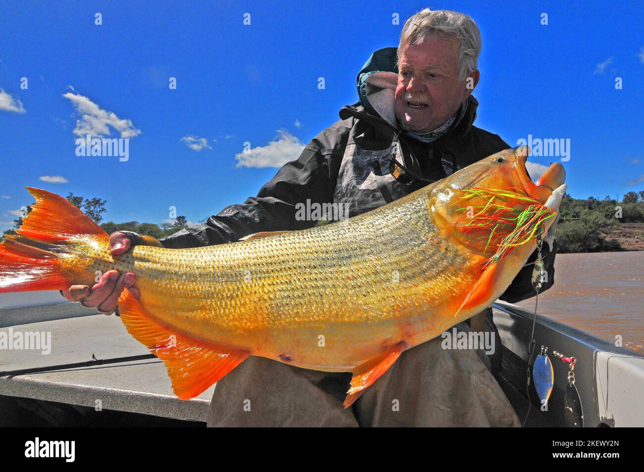 Ein Angler hebt ein Monster golden dorado gefangen in der Uruguay River in La Zona Argentinien. Vierzig und fünfzig Pfünder sind Trophäen, auf die man stolz sein kann. Stockfoto
