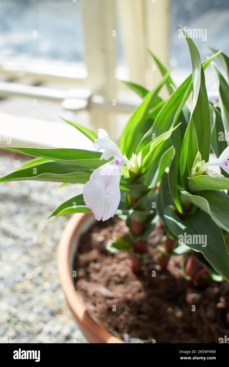 Weiße Blüten Roscoea purea ballyrogan im Garten. Sommer- und Frühlingszeit Stockfoto