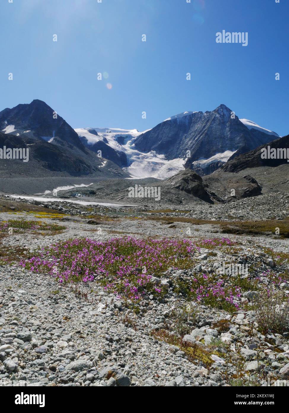 Eine Auswahl von alpinen Blumen, die in den europäischen Alpen gefunden werden. Alle Bilder, die ich selbst gemacht habe, während ich die Natur der Alpen erkundeten und entdeckten. Stockfoto