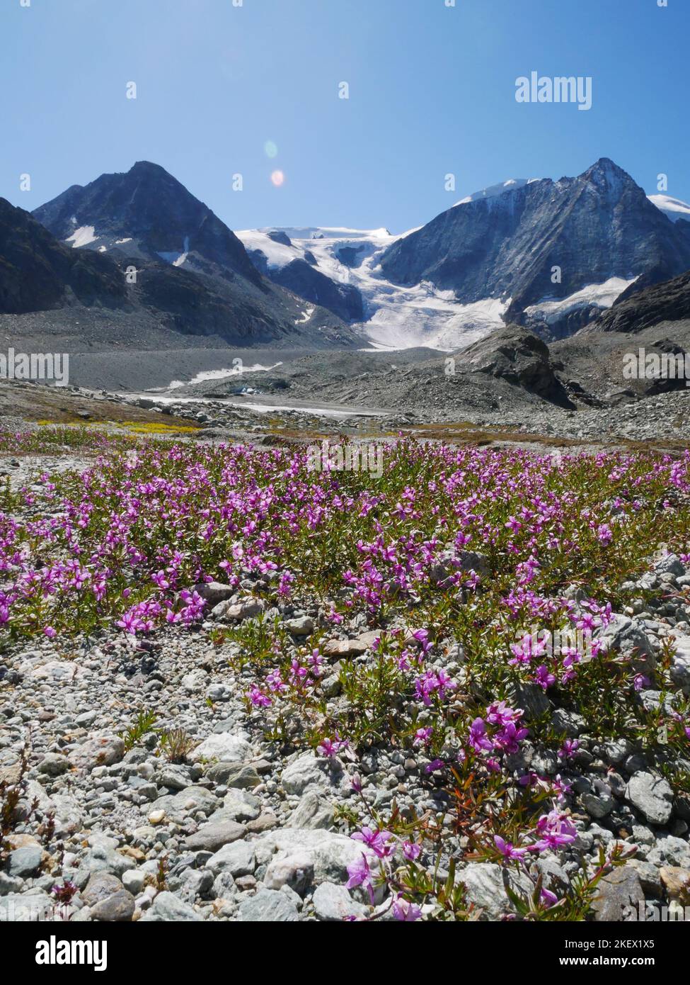 Eine Auswahl von alpinen Blumen, die in den europäischen Alpen gefunden werden. Alle Bilder, die ich selbst gemacht habe, während ich die Natur der Alpen erkundeten und entdeckten. Stockfoto