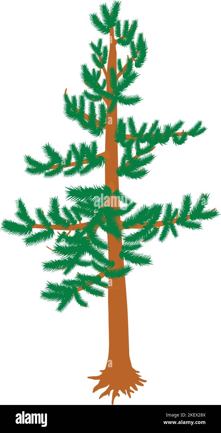 Isometrischer Vektor mit grünem Kiefernsymbol. Standbild immergrüner Nadelbaum. Pflanze, Natur, Flora, Umwelt Stock Vektor