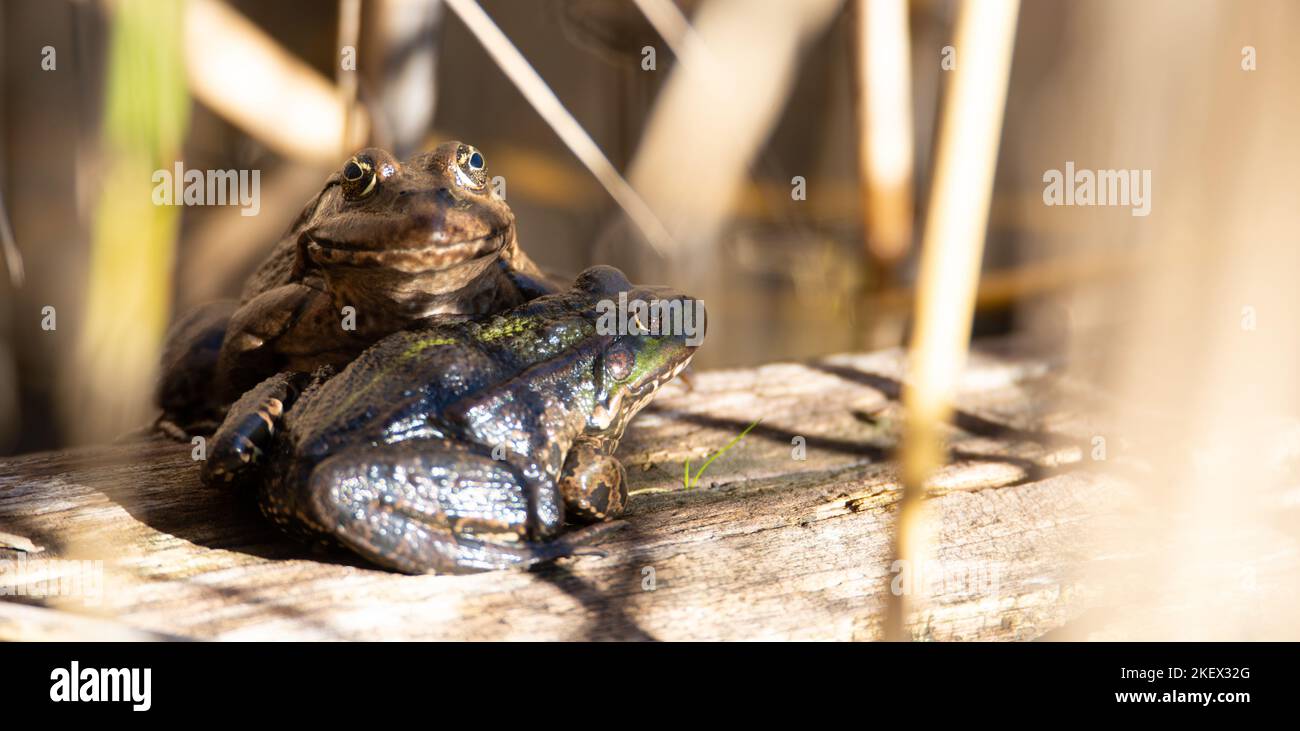 AGA Kröte, Bufo Marinus auf einem Baumstamm sitzend, Amphibienbewohner im Feuchtgebiet-Ökosystem, Haff Reimech Stockfoto