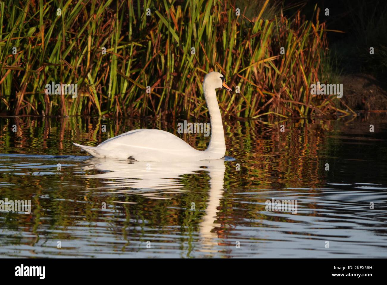 Höckerschwan Cygnus olor Stockfoto