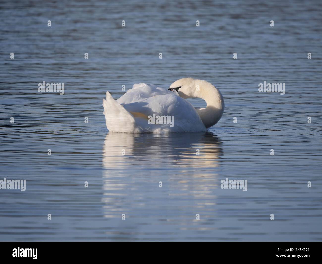 Höckerschwan Cygnus olor Stockfoto