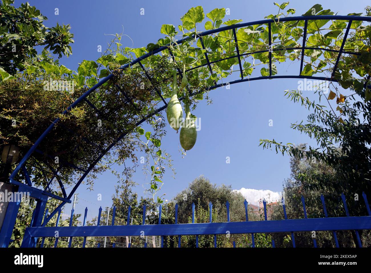 Zwei grüne Flaschenschürzen gegen einen blauen Himmel, Lesbos (Lesbos/Mitylene) . Calabash. Stockfoto