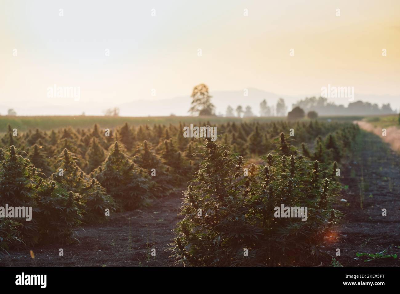 CBD-Hanfknospen mit Blättern, die bei einer Sommerbrise bei Sonnenuntergang auf der Plantage schwingen Stockfoto