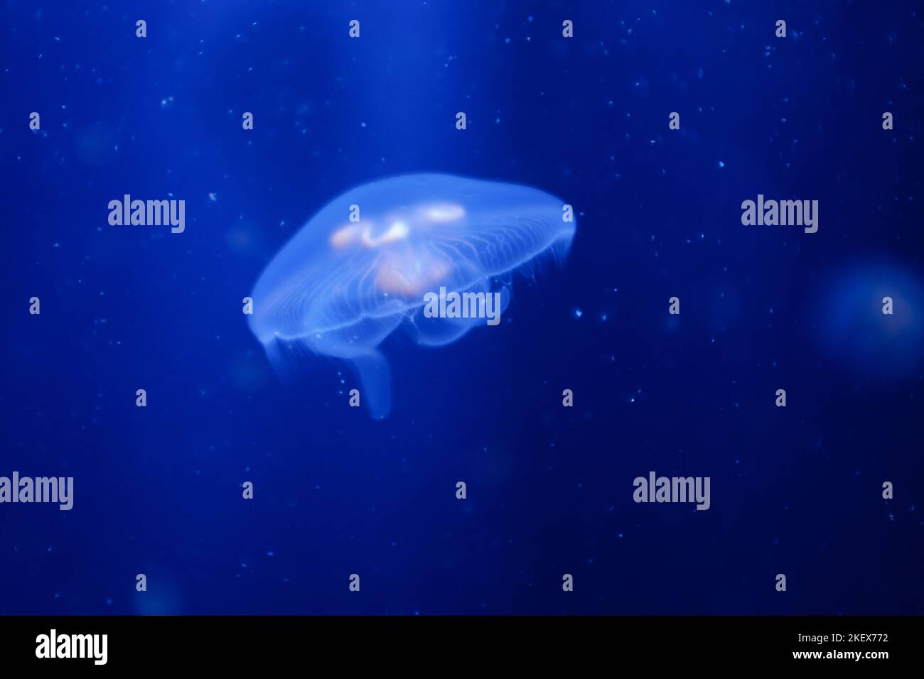 Durchsichtiger Gelee-Fisch medusa Nahaufnahme noch auf einem blau dunklen Hintergrund Stockfoto