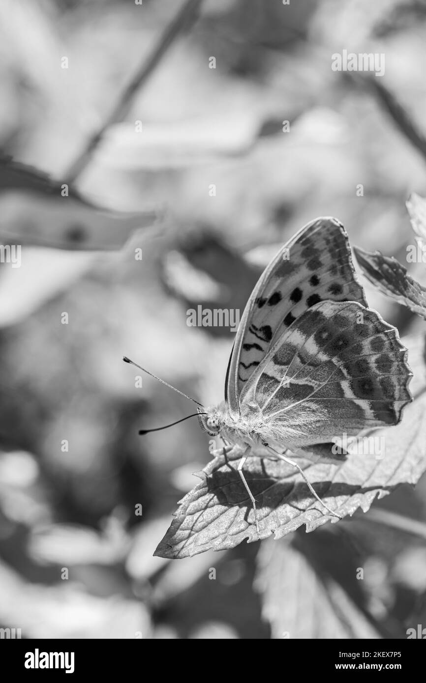 Schmetterling füttert im Sommergarten, mit Wildblumen und Kräutern im Hintergrund Stockfoto