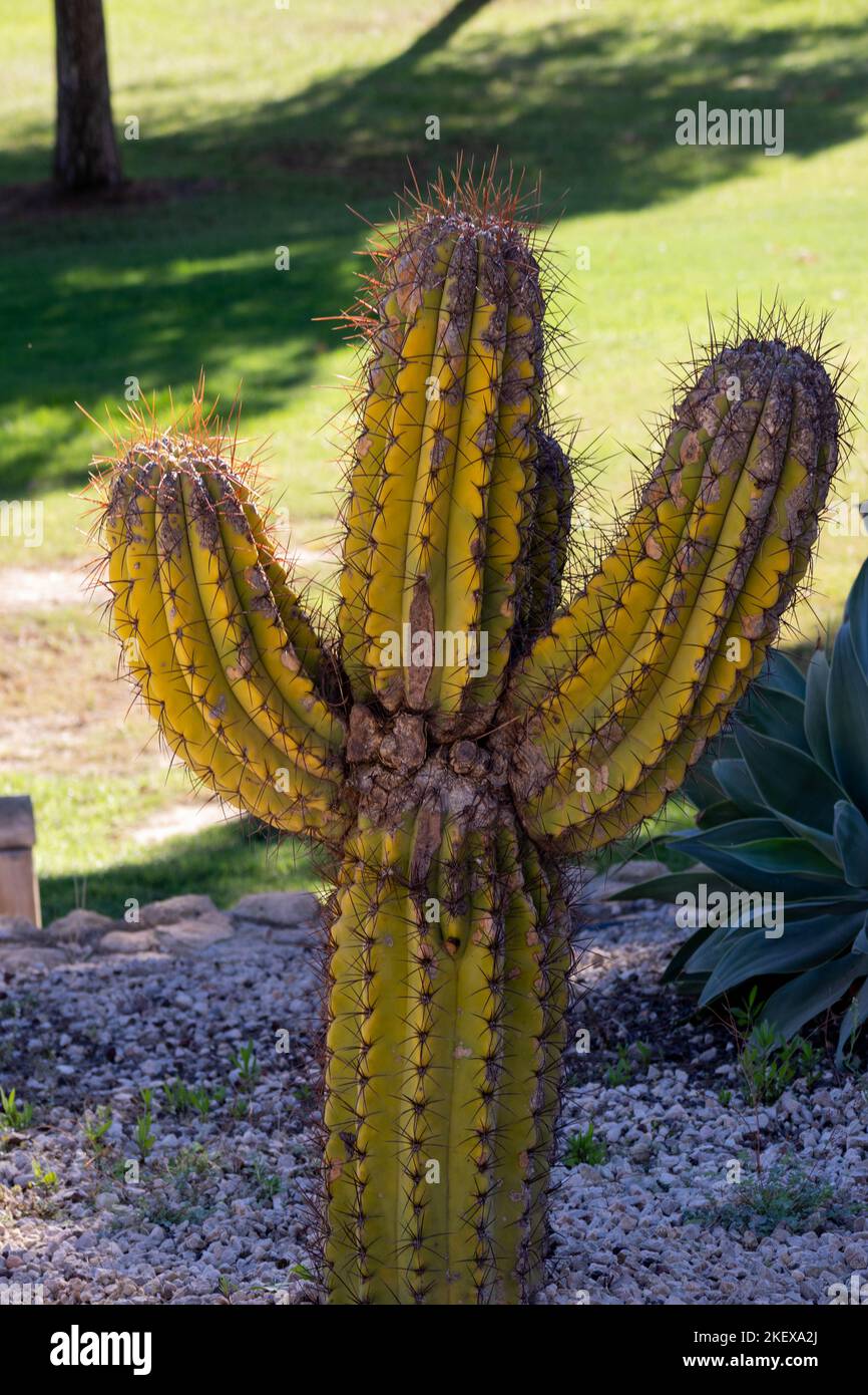 Kaktus mit arm -Fotos und -Bildmaterial in hoher Auflsung  Alamy