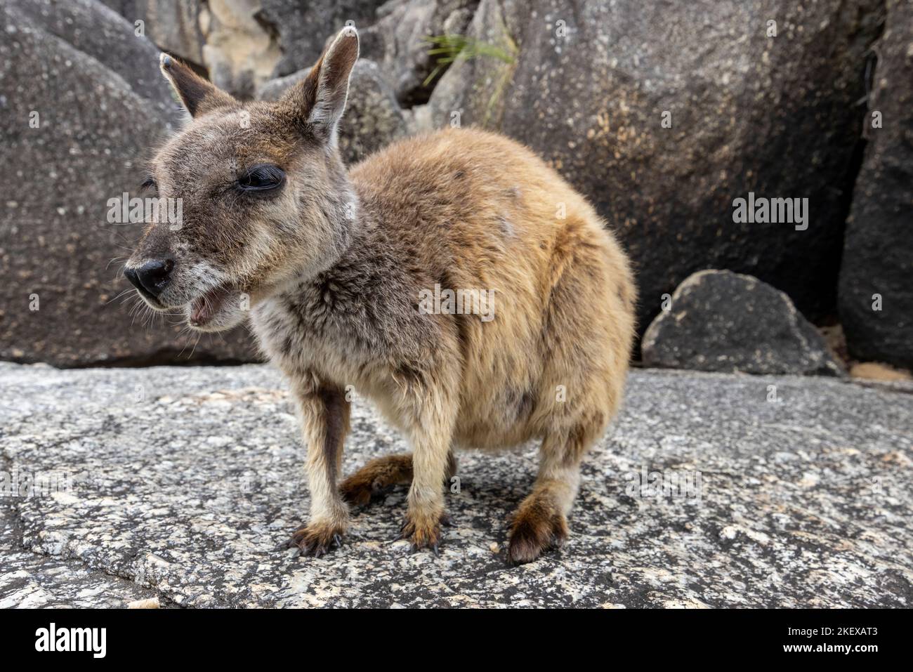 Seltene Australische Mareeba Rock Wallaby Stockfoto