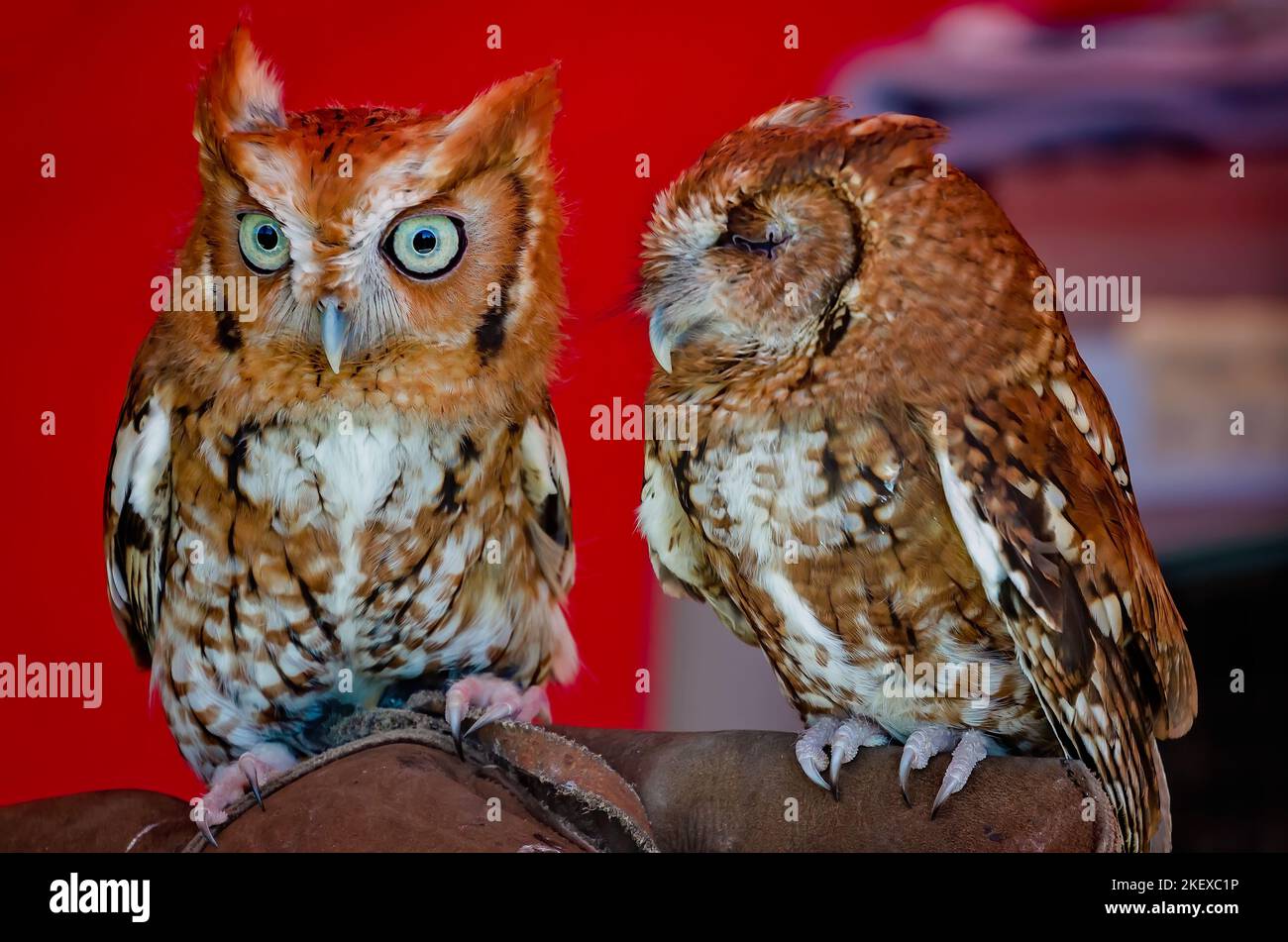 Östliche Kreischeulen ruhen auf der Hand eines Wildtierhelfers während des jährlichen Celtic Music Festival und der Scottish Highland Games in Gulfport, Mississippi. Stockfoto