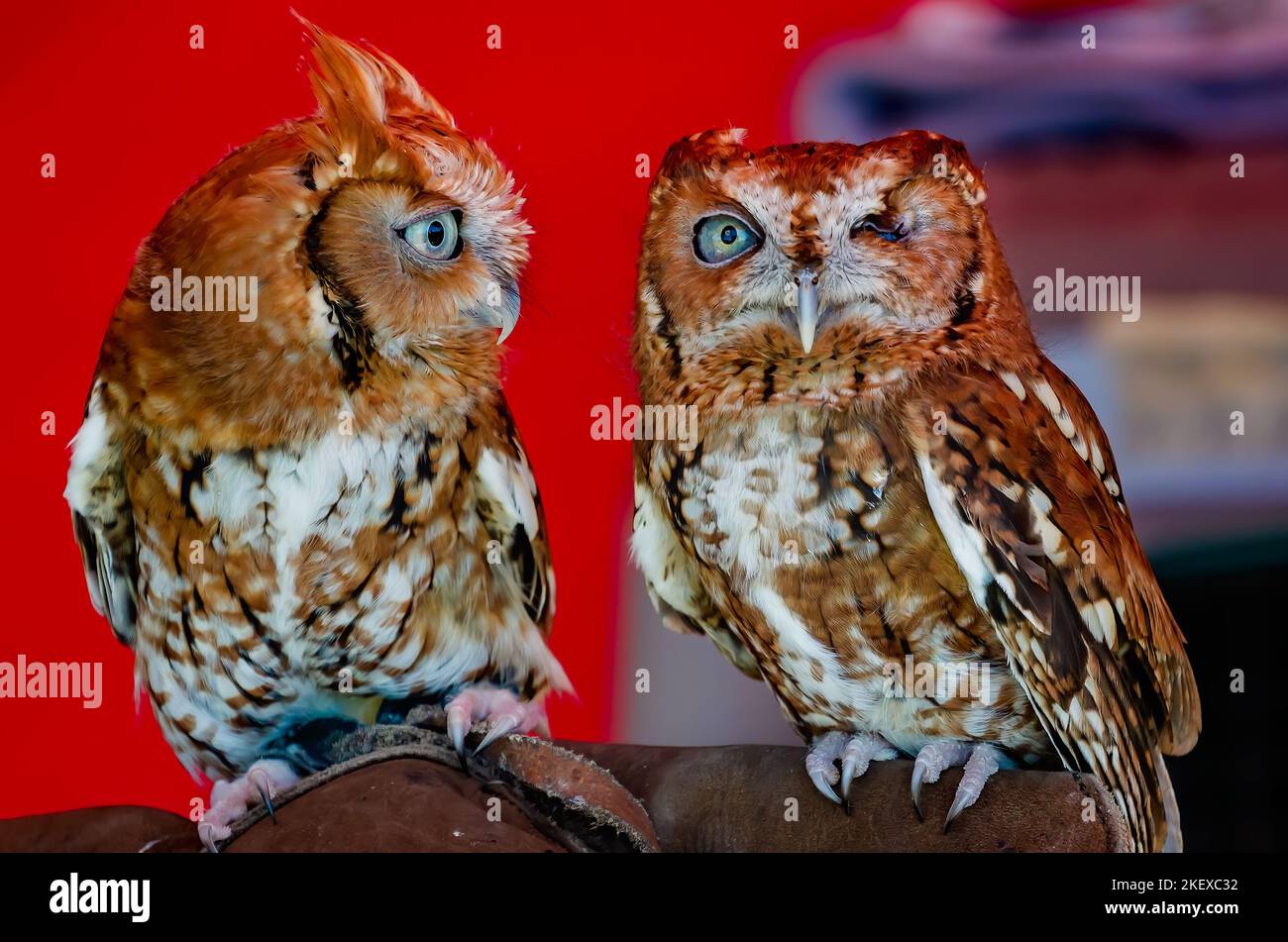 Östliche Kreischeulen ruhen auf der Hand eines Wildtierhelfers während des jährlichen Celtic Music Festival und der Scottish Highland Games in Gulfport, Mississippi. Stockfoto
