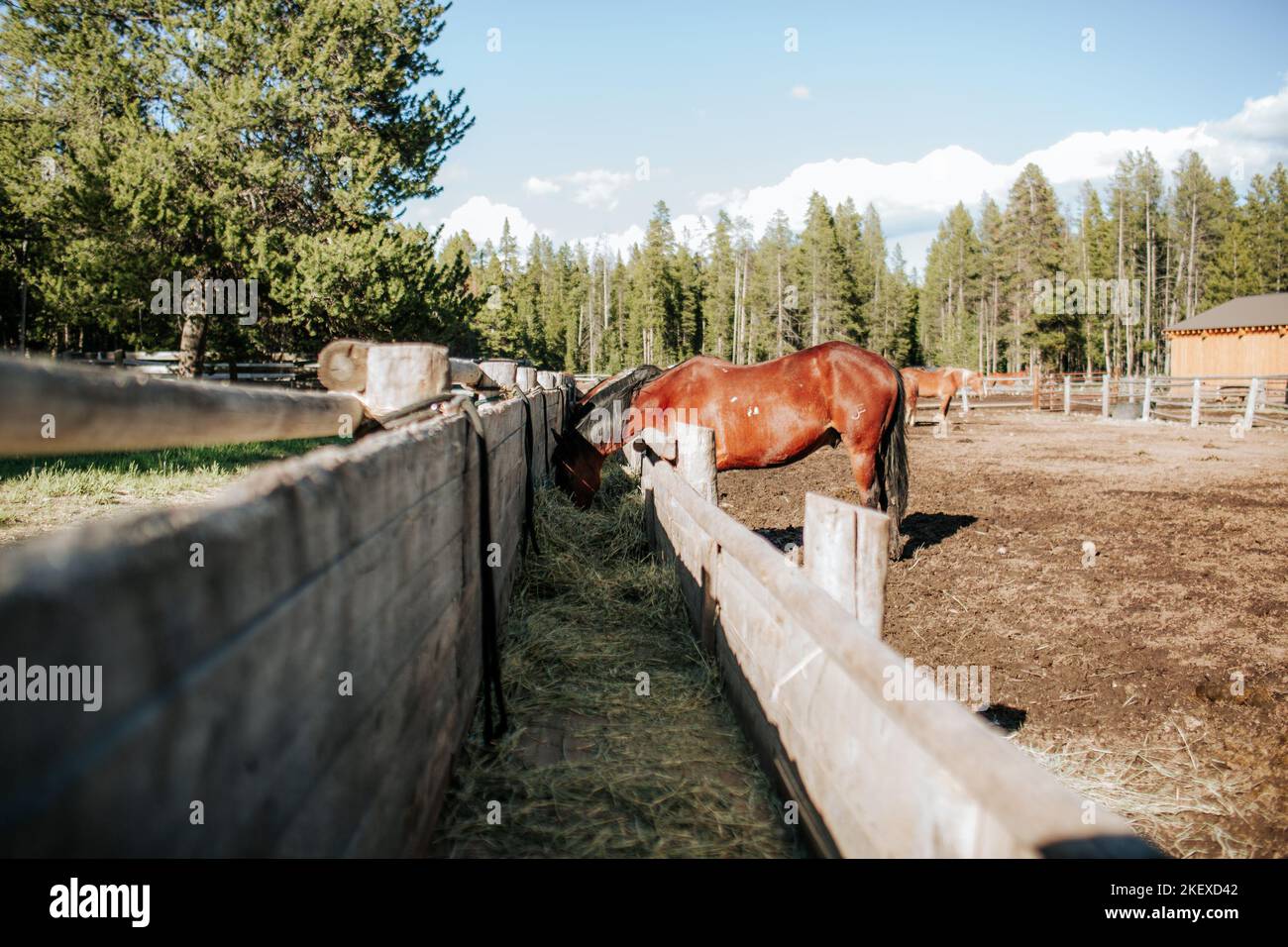 Niedrige Ansicht des Pferdes, das Heu an sonnigen Tagen isst Stockfoto
