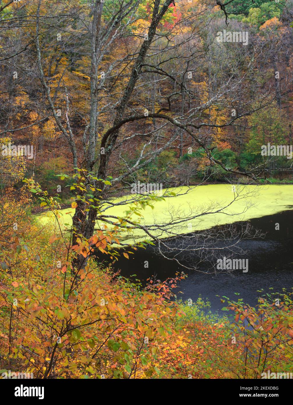 Greenbush Kettle ist ein Kettle Lake im Kettle Moraine State Forest, im Manitowoc County, Wisconsin, der hier im Herbst gezeigt wird. Stockfoto