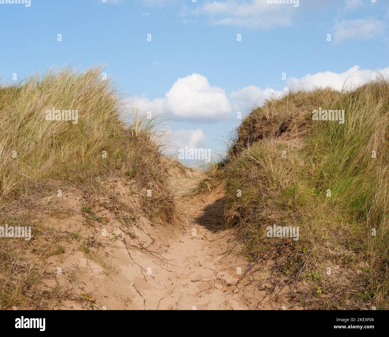Sandweg durch Sanddünen am Strand in der Nähe von Swansea. Gras wächst auf Sanddünen. Blauer Himmel mit weißen, flauschigen Wolken. Stockfoto