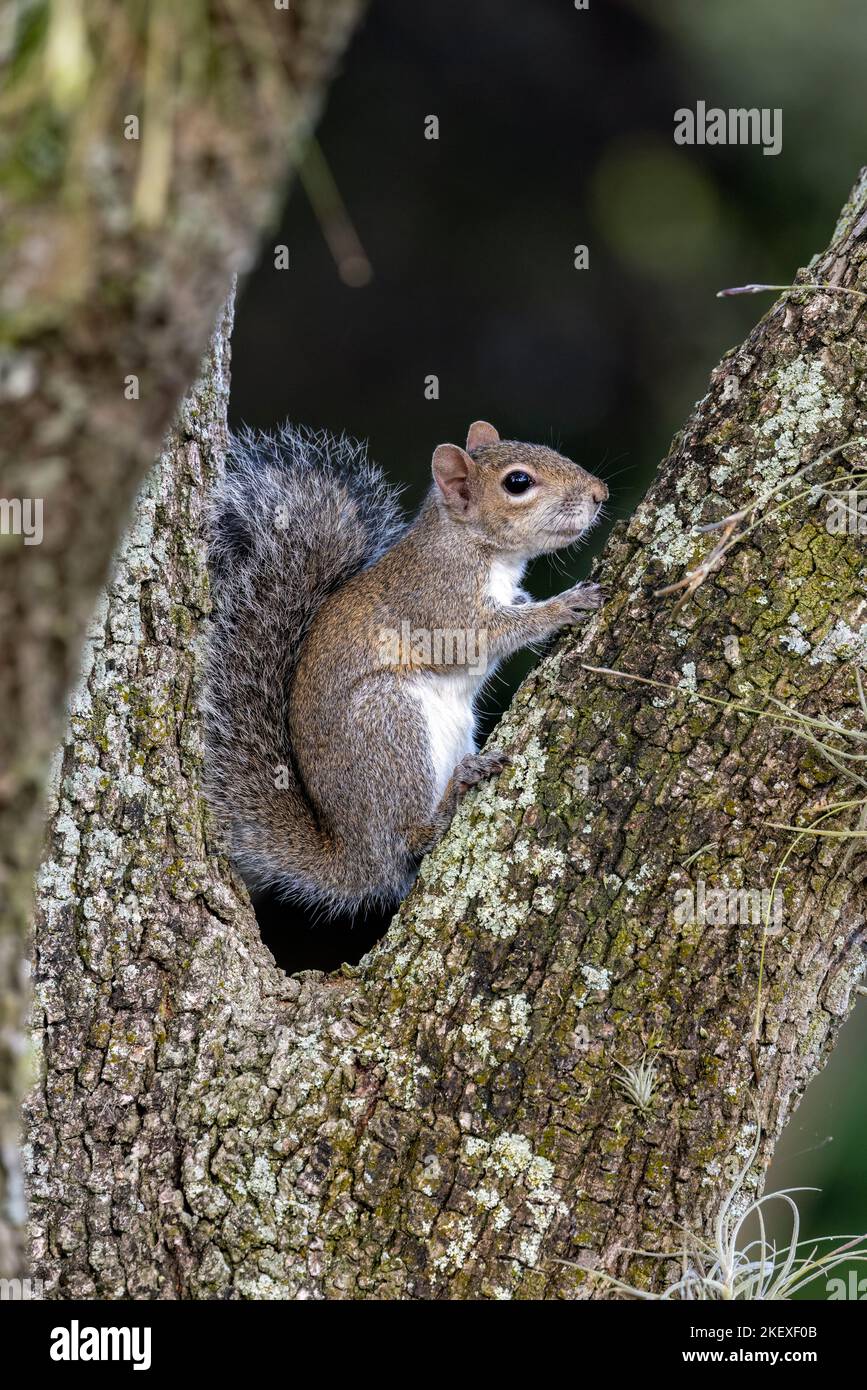 Östliches graues Eichhörnchen (Sciurus carolinensis) in den Green Cay Wetlands, Boynton Beach, Florida, USA Stockfoto