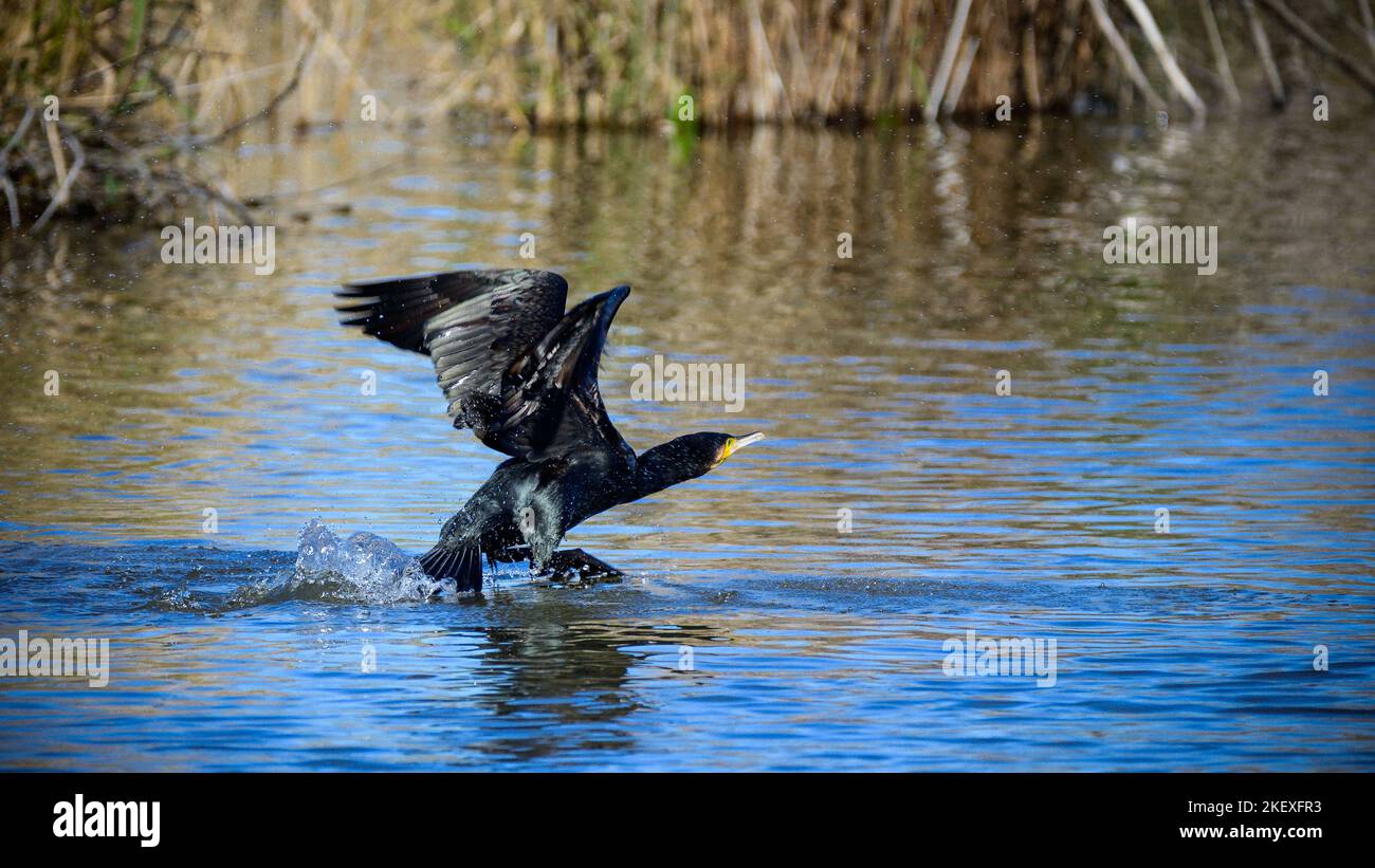 Corvo natur -Fotos und -Bildmaterial in hoher Auflösung – Alamy