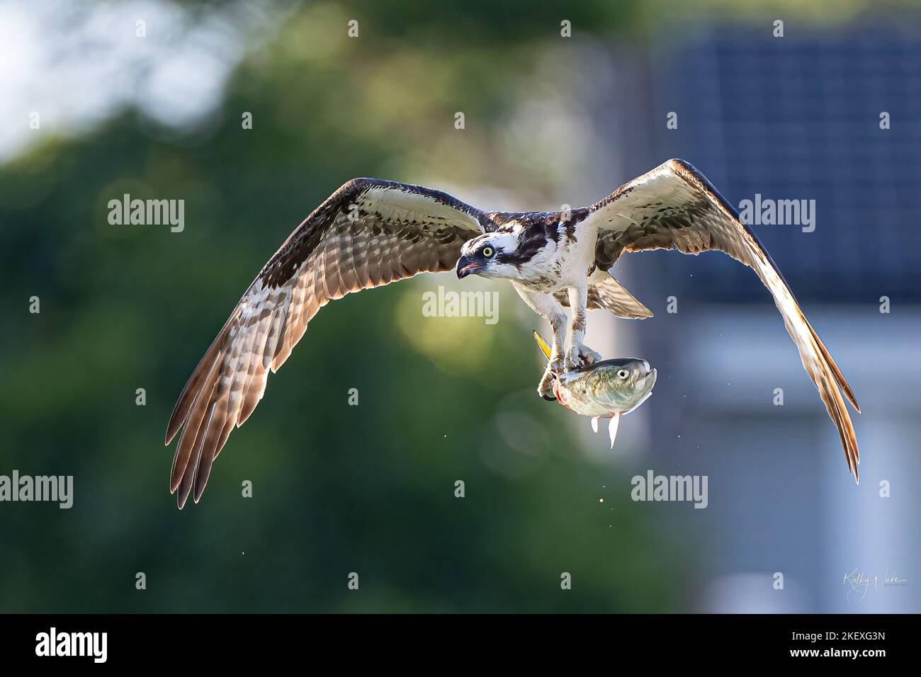 Die US-Fotografin Kathy Wade hat den Moment festgehalten, in dem ein Fischadler einen Fisch aus einem See in Cape Cod, Massachusetts, zupfte. Fischadler (Pandion Haliaetus) wird auch Meeresfalke oder Fischfalke genannt. Sie sind ein Fisch, der Raubvögel mit einer Reichweite von mehr als 60 cm Länge und 180 cm über den Flügeln frisst. Sie brüten in der Nähe von Gewässern. Ihre Ernährung besteht fast ausschließlich aus Fischen. Sie verbringen Sommer hier an Küstengewässern in der Nähe von Cape Cod, wo ich diese Bilder aufgenommen habe. Im Sommer nisten sie hier in der Nähe und ziehen ihre Küken bis zum Flüggewerden auf. Wo: Cape Cod, Vereinigte Staaten Wann: 26 Jul 2022 Credi Stockfoto