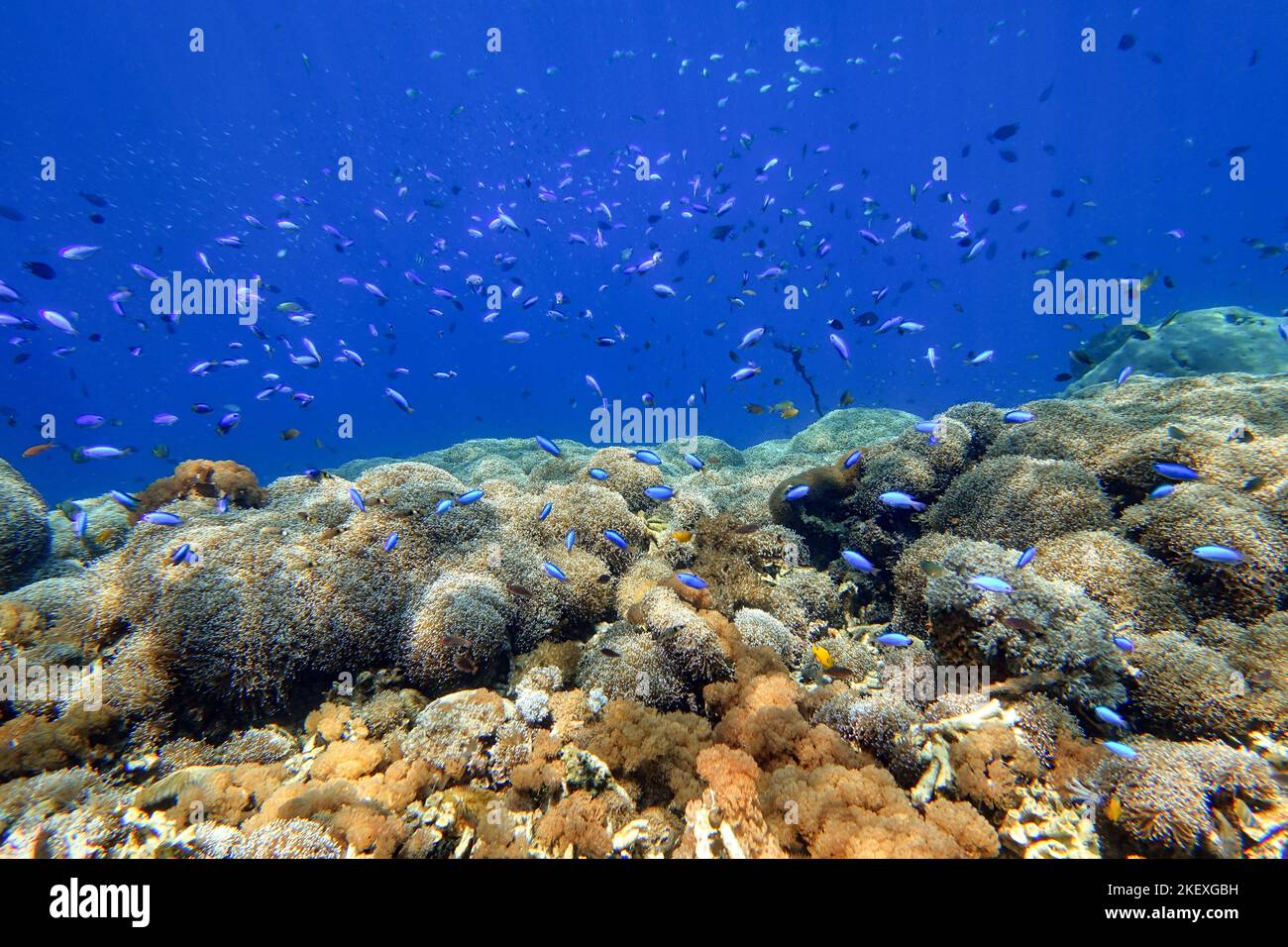 Indonesia Alor Island - Meeresleben Korallenriff mit tropischen Fischen Stockfoto