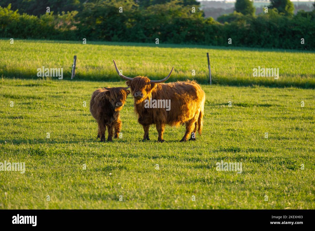 Highland züchten Kühe . Landwirtschaft und Kuhzucht.Furry Hochland Kühe grasen auf der grünen Wiese.Rote Kühe und Kalb Nahaufnahme. Schottische Kühe auf der Weide Stockfoto