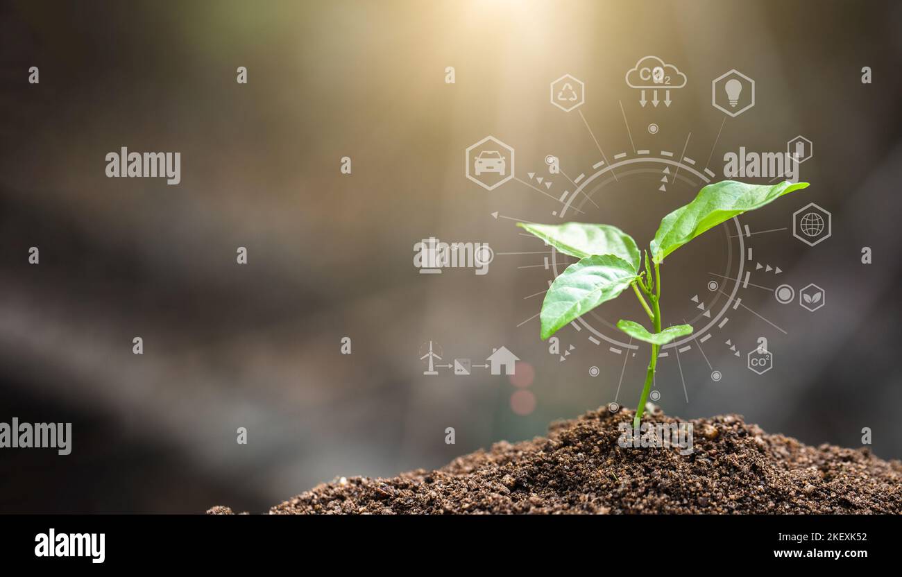 Weltumwelttag, Junge Pflanze wächst auf fruchtbarem Boden, Umwelttechnologiekonzept. Nachhaltige Entwicklungsziele. SDGs. Stockfoto