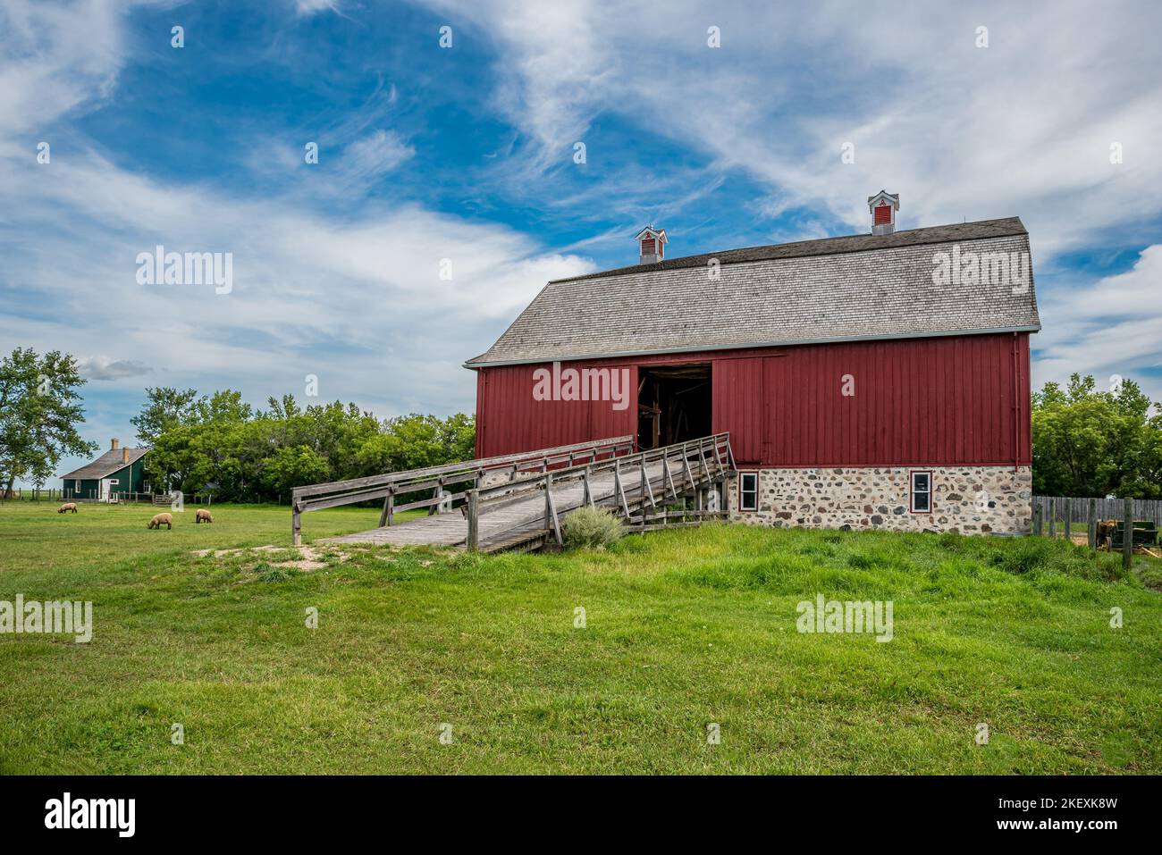 Abernethy, SK- 21. August 2022: Schafe weiden vor W. R. Motherwells historischer Scheune aus dem Jahr 1907 auf seinem Gehöft Lanark Place, jetzt ein National Historic Stockfoto