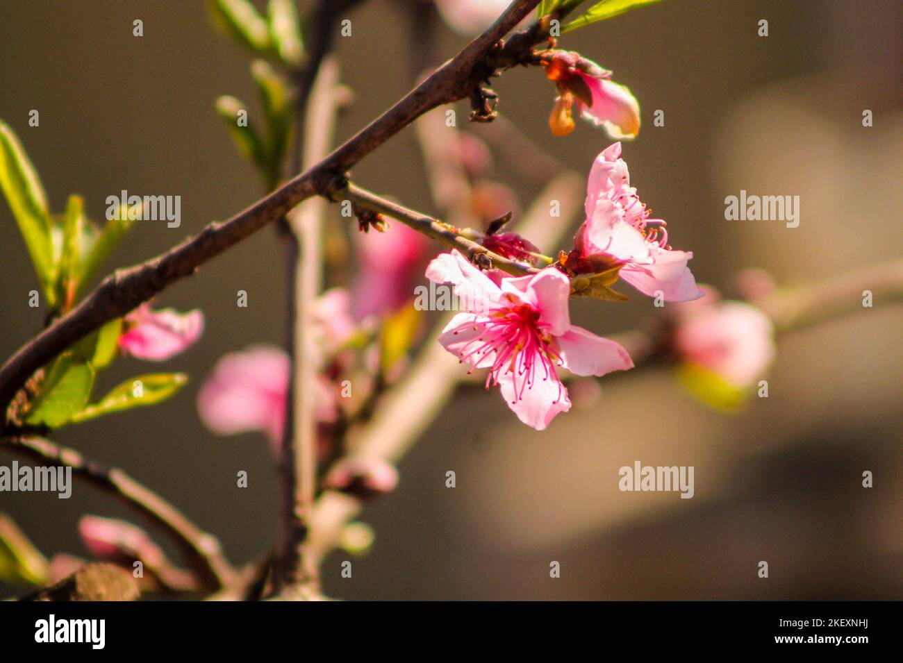 Blüte Der Pfirsichblüte Stockfoto